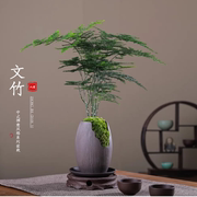 文竹盆栽植物室内绿化四季迷你办公室绿植，摆件桌面好养创意小盆景