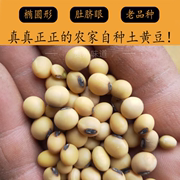 70年代贵州老品种椭圆形打豆浆专用黄豆，可留种土笨黑脐黄豆子食用