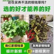 铜钱睡莲简约养活铜钱草带叶花盆草水培桌面盆栽家庭培植植物