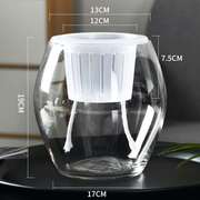 急速金钱草水瓶蝴蝶兰花瓶 玻璃 透明龟背竹创意水培器皿简约