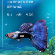 台湾进口蓝礼服孔雀鱼稀有大C缎带淡水小型热带鱼凤尾鱼