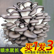 平菇蘑菇菌包菌棒种植食用菌，菌棒袋装新鲜趣味，阳台网红蘑菇