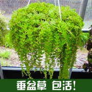 垂盆草花苗，吊兰盆栽花卉绿植四季常青