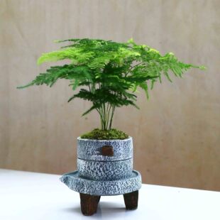 文竹苗盆栽桌面，绿植花卉盆景云竹，常青植物室内新手易养