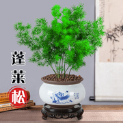 适合客厅摆放的花，蓬莱松好养盆景，活植物花四季常青花草观花花卉