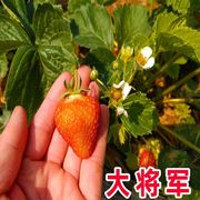 奶油草莓苗四季盆栽食用种植阳台室内牛奶草莓种植当年结果果树苗