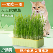 猫草盆栽水培种子化毛球片猫薄荷培育盆小麦种子懒人种植猫草种籽