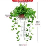 绿萝植物办公室内吸甲醛长藤垂吊大叶绿箩盆栽绿植带吸水喜阴易活