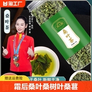 霜后桑叶茶桑树叶桑葚，打秋后桑叶，新鲜中药材桑叶干