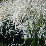 有寻植物喷雪花菱叶绣线菊盆栽黄金喷泉室外花园庭院多年生花卉