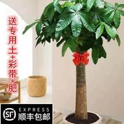 圳发财树盆栽大室内绿植业乔迁型送礼植开物客厅新房吸收甲醛深