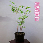 红观音竹盆景绿植办公室小盆栽室内耐荫植物红竹米竹观赏花卉