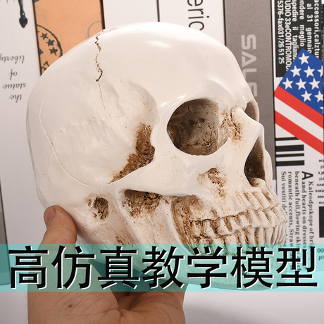 仿真人头骨