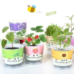 儿童罐头创意小盆栽，礼物栽培桌面，迷你绿植草莓向日葵种植种子盲盒