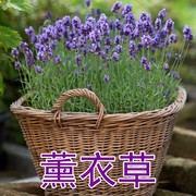 薰衣草种苗薰衣草种子庭院四季种籽阳台盆栽种孑种苗秧苗