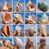 青岛海螺贝壳大号天然真贝壳海螺纪念品特大工艺品摆件海星标本