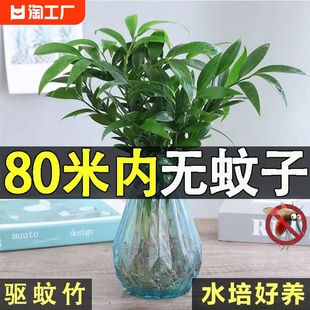 水培竹柏水养植物盆栽绿植室内花卉好养四季常青驱虫阳台庭院观赏