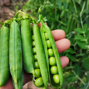 甜脆青豌豆种子豌豆，种籽苗种台湾长寿豆仁碗豆孑尖种碗豆种籽