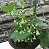 盆栽手捻葫芦种子四季种易活花卉种子文玩迷你观赏小亚腰葫芦籽