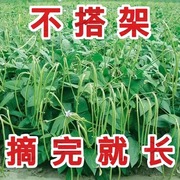 摘不败无架长豆角种不用搭架子的长豆角，蔬菜种四季播种长豇豆