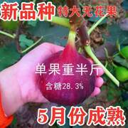 无花果树苗特大种，波姬红紫果无花果苗盆栽，地栽南北方种植结果