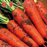 农家种子高产的胡萝卜萝卜籽种子夏季秋季易播种胡萝卜籽蔬菜种孑