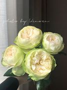 铃兰家白色卡(白色卡)哈拉超花园玫瑰花苗盆栽阳台，月季花卉包对版