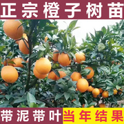 廉江红橙脐橙苗嫁接红江橙冰糖橙南方种植果树苗，橙子树苗水果苗树