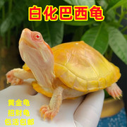 变异白化巴西龟焦糖果冻黄金龟(黄金龟)深水龟鱼缸混养罕见乌龟活物招财龟