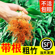 带根富贵竹水培植物水养，粗杆节节高盆栽室内客厅四季招财，有根绿植