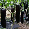 黑茄秧苗高产茄子蔬菜，杭茄线茄烧烤绿皮，红茄绿青茄子紫长茄种苗子