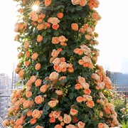 甜梦月季花盆栽带花苞四季开花浓香阳台，庭院花卉植物