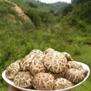 花菇香菇神农架特产煲汤食材香菇，干货500g农家，自产高山小香菇花菇