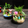 10cm桌面苔藓微景观小花盆栽鲜活植物幼儿园切口生态瓶DIY材料包
