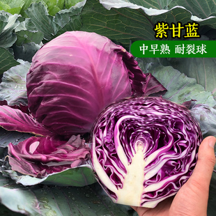 日本进口紫甘蓝种子球甘蓝包心菜春季秋季四季高产抗病耐裂蔬菜籽