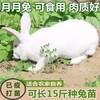 小兔子活物肉兔非一对公母活体，宠物兔巨型肉兔家养幼兔苗活兔子