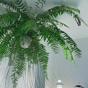 霸王蕨壁挂悬挂植物客厅书房办公室盆栽园林花园造景净化空气好养