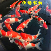 纯种锦鲤活鱼高档大型观赏鱼，淡水冷水鱼，易养耐活红白三色活体鱼苗