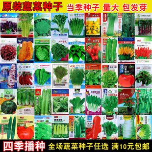 蔬菜种子菜园阳台四季播盆栽，菠菜萝卜辣椒，生菜小葱香菜种籽大全