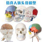 成人一比一医学仿真人体头骨模型头颅骨解剖数字编码标识骷髅标本