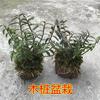 铁皮石斛苗2年苗8-9颗正宗铁皮石斛盆栽，红杆绿植室内种苗