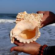 特大贝壳海螺天然摆件玩具号角，可以吹的海螺听风花盆巨型鱼缸造景