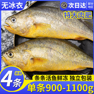 大黄鱼新鲜黄花鱼深海冷冻黄鱼生鲜海鲜水产鲜活整箱4条 非小黄鱼