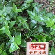 新鲜红(新鲜红)蓝草紫蓝草红丝线广西五色糯米饭，紫色花米饭植物染料红蓝