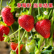 草莓种籽子阳台水果盆栽，秧苗四季丹东奶油草莓，室内植物花种子籽子