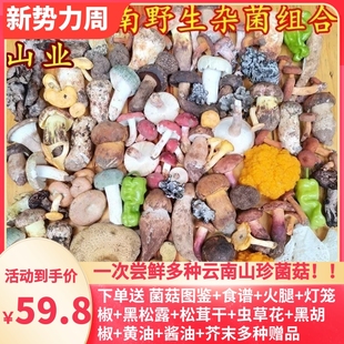 新鲜云南野生杂菌组合两斤松露见手青松茸，红菇鸡枞青头牛肝菌美食