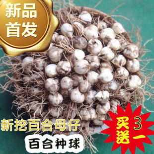 甘肃省兰州鲜百合花食用种植母籽带根可种农家
