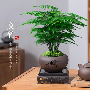 文竹盆栽植物室内客厅中式禅意微盆景，办公桌面花卉创意迷你小绿植