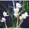 云南老种兰花莲瓣兰，素冠荷鼎自然环境，种植植物浓香老种浓香型