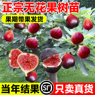 无花果树果苗特大果庭院阳台，南方北方种植波姬红青皮无花果苗盆栽